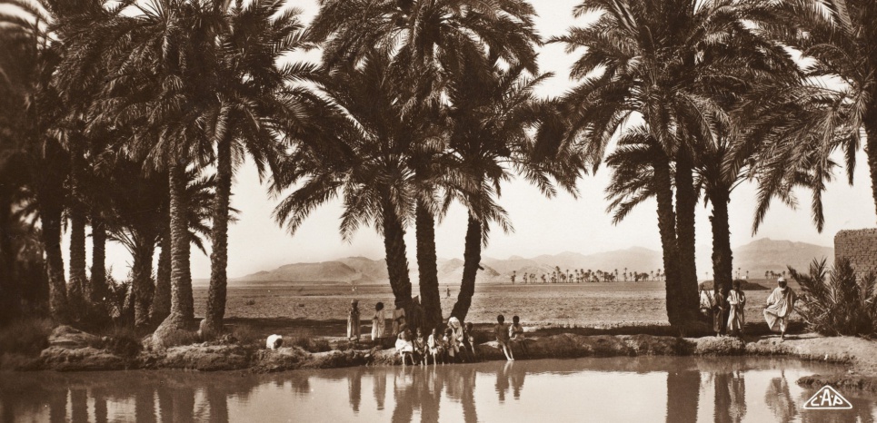 Une oasis pres debiskra en 1920