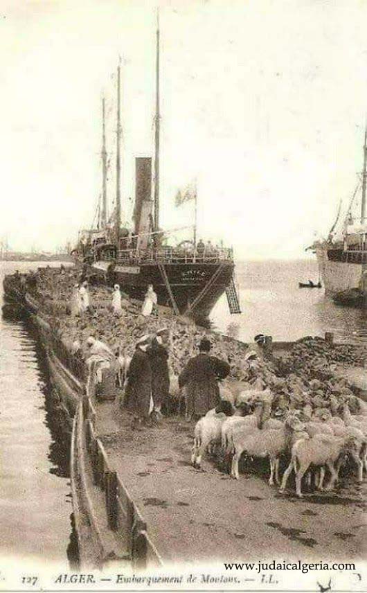 Alger le port embarquement des moutons vers la france