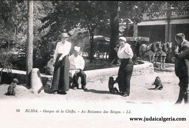 Gorges de la chiffa le ruisseau des singes 2